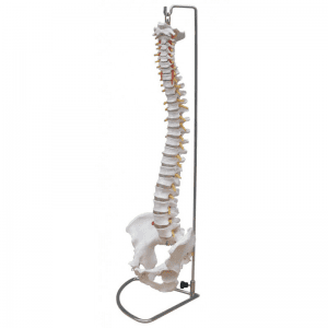 Columna vertebral tamaño natural con pelvis y soporte