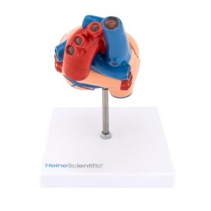 Modelo anatómico del corazón 2 partes - Imagen 2