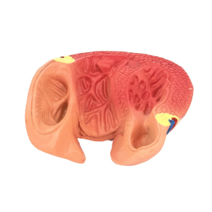 Modelo anatómico del corazón 2 partes - Imagen 4