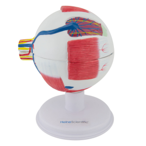 Modelo anatómico del ojo 6 partes - Imagen 2