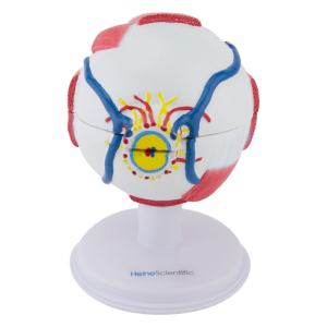 Modelo anatómico del ojo 6 partes - Imagen 3