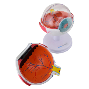 Modelo anatómico del ojo 6 partes - Imagen 4