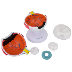 Modelo anatómico del ojo 6 partes - Imagen 5