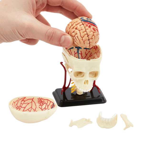 Kit anatomía del cráneo 39 piezas