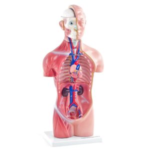 Modelo anatómico de torso 18 piezas - Imagen 3