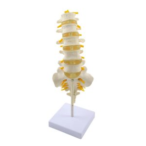 Modelo anatómico columna cervical lumbar