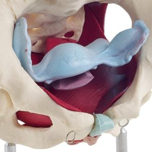 Modelo de pelvis femenina con músculos del suelo pélvico - Imagen 2